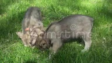 美丽有趣的小狗萨罗斯狼狗在公园的绿色草坪上玩股票录像视频